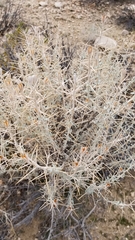 Tetradymia stenolepis