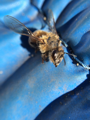 Apis mellifera