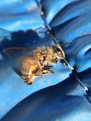 Apis mellifera