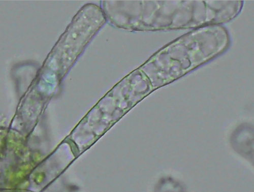 Bindweed Powdery Mildew