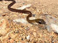 Clark's Forest Racer photo 5