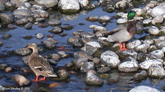 Anas platyrhynchos