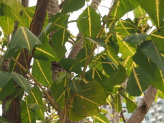 Erythrina variegata
