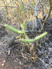Opuntia pumila
