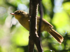 Xanthomixis zosterops