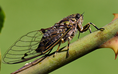 Amphipsalta zelandica