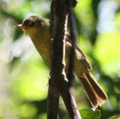 Xanthomixis zosterops