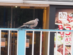 Streptopelia chinensis