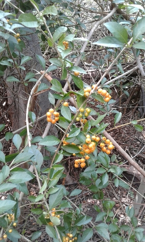 Duranta erecta