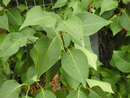 Syringa vulgaris