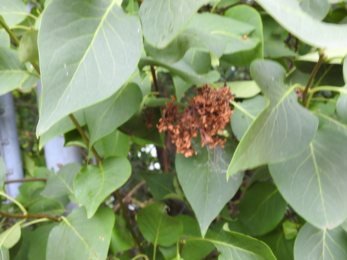 Syringa vulgaris