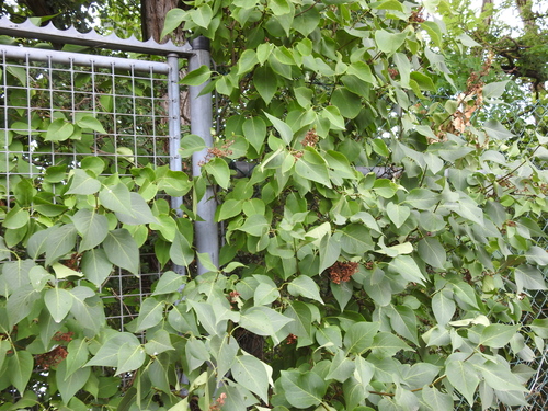 Syringa vulgaris