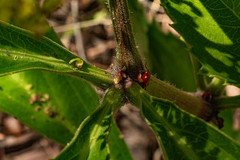 Cyphostemma crotalarioides image