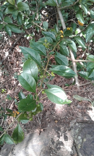 Duranta erecta