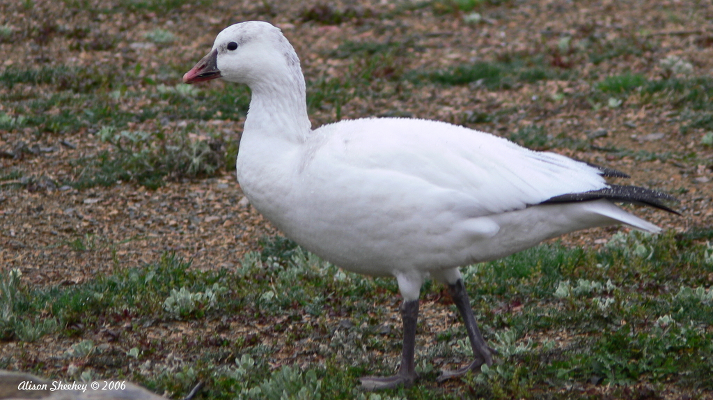 Snow × Ross's Goose