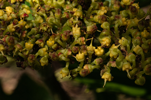 Cyphostemma crotalarioides image