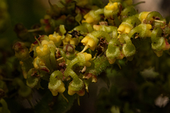 Cyphostemma crotalarioides image