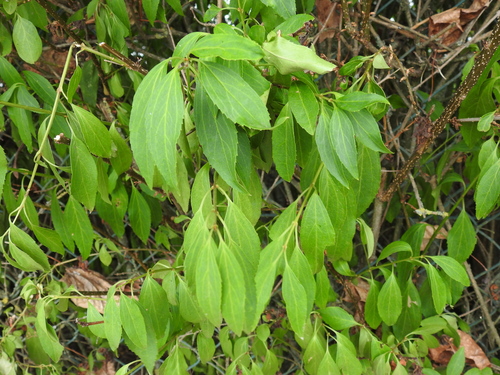 Syringa vulgaris