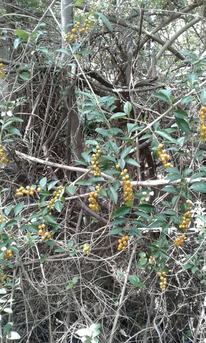 Duranta erecta