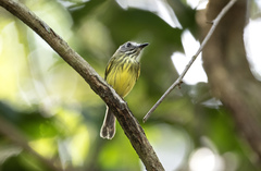 Stripe-Necked Tody-Tyrant photo 1