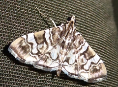 Chabula acamasalis