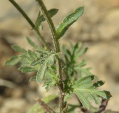 Dyssodia decipiens