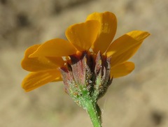 Dyssodia decipiens