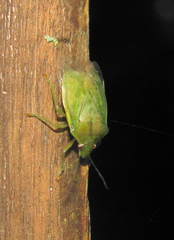 Bathycoelia distincta