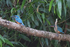 Alcedo atthis
