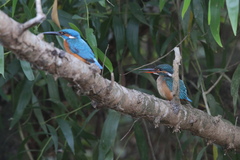 Alcedo atthis