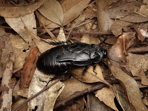 Photo 295658675, (c) orthoptera-jp, some rights reserved (CC BY-NC ...