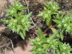 Crassula strigosa