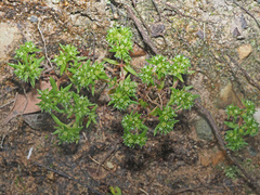 Crassula strigosa
