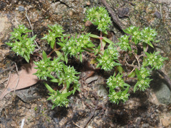 Crassula strigosa