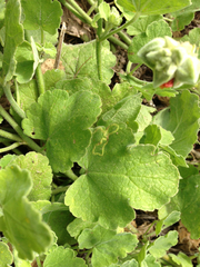Sphaeralcea lindheimeri