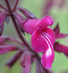 Salvia membranacea