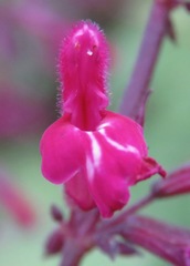 Salvia membranacea