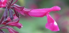 Salvia membranacea
