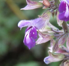 Salvia carnea