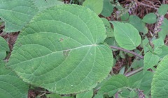 Salvia carnea