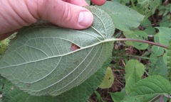 Salvia carnea