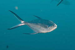 Trachinotus baillonii