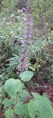 Salvia carnea
