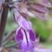 Salvia carnea - Photo (c) Rich Hoyer, μερικά δικαιώματα διατηρούνται (CC BY-NC-SA), uploaded by Rich Hoyer