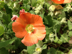 Sphaeralcea lindheimeri
