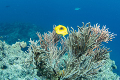 Chaetodon bennetti