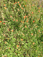 Sphaeralcea lindheimeri