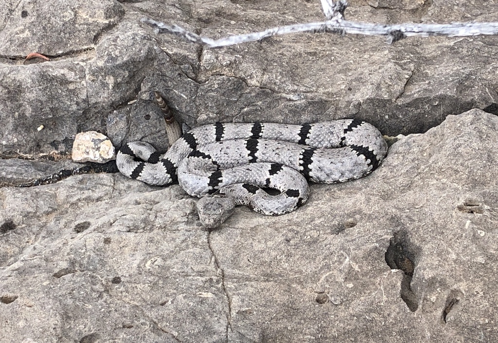 Banded Rock Rattlesnake in June 2023 by mgharvey · iNaturalist