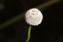 Eriocaulon decangulare image