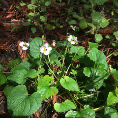 Viola ocellata